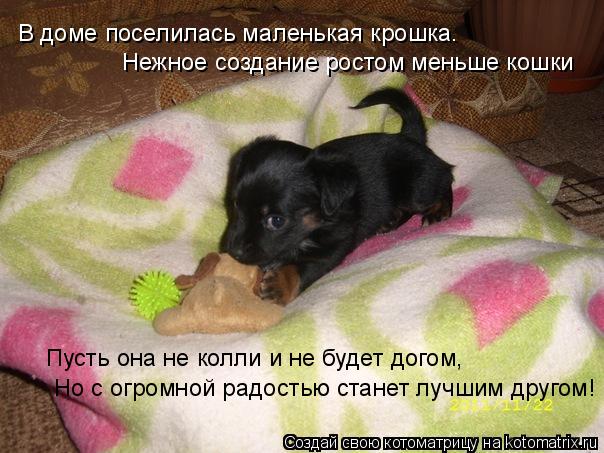 В доме поселилась маленькая крошка. Нежное создание ростом меньше кошки Пусть она не колли и не буд... Котоматрица: В доме поселилась маленькая крошка. Нежное создание ростом меньше кошки Пусть она не колли и не будет догом, Но с огромной радостью станет