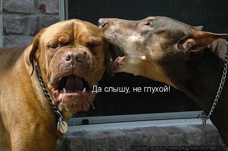 Да слышу, не глухой!... Котоматрица: Да слышу, не глухой!