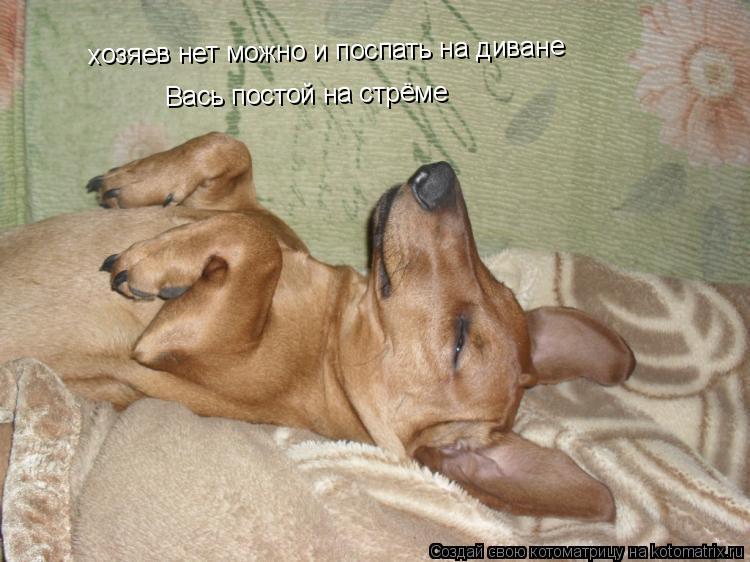 хозяев нет можно и поспать на диване Вась постой на стрёме... Котоматрица: хозяев нет можно и поспать на диване Вась постой на стрёме