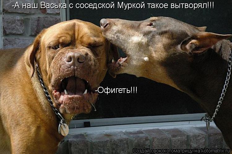 -А наш Васька с соседской Муркой такое вытворял!!! -Офигеть!!!... Котоматрица: -А наш Васька с соседской Муркой такое вытворял!!! -Офигеть!!!