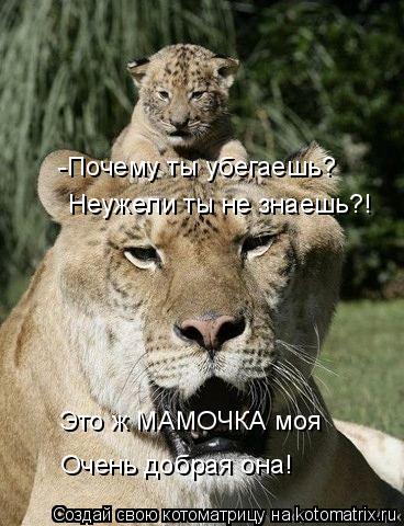 Котоматрица: -Почему ты убегаешь? Неужели ты не знаешь?! Это ж МАМОЧКА моя Очень добрая она!