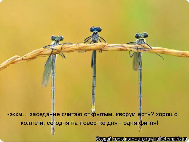 -экхм... заседание считаю открытым. кворум есть? хорошо. коллеги, сегодня на повестке дня - одня фигн... Котоматрица: -экхм... заседание считаю открытым. кворум есть? хорошо. коллеги, сегодня на повестке дня - одня фигня!