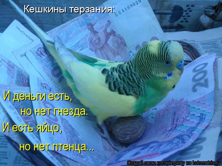 Кешкины терзания: И деньги есть, но нет гнезда. И есть яйцо, но нет птенца...... Котоматрица: Кешкины терзания: И деньги есть, но нет гнезда. И есть яйцо, но нет птенца...