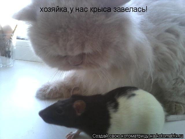 хозяйка,у нас крыса завелась!... Котоматрица: хозяйка,у нас крыса завелась!