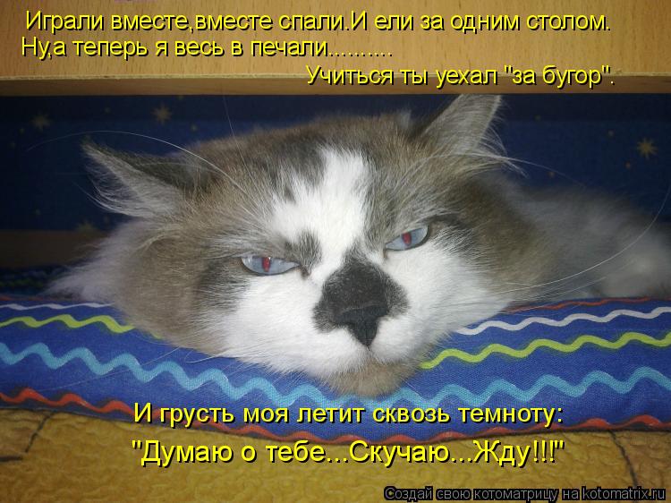 Играли вместе,вместе спали.И ели за одним столом. Ну,а теперь я весь в печали.......... Учиться ты уе... Котоматрица: Играли вместе,вместе спали.И ели за одним столом. Ну,а теперь я весь в печали.......... Учиться ты уехал "за бугор". И грусть моя летит сквозь темн