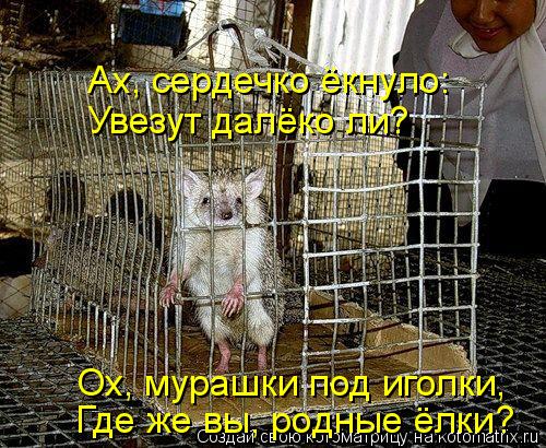 Ах, сердечко ёкнуло: Увезут далёко ли? Ох, мурашки под иголки, Где же вы, родные ёлки?... Котоматрица: Ах, сердечко ёкнуло: Увезут далёко ли? Ох, мурашки под иголки, Где же вы, родные ёлки?