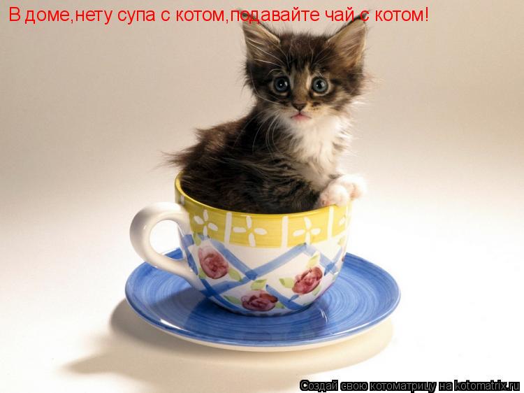 В доме,нету супа с котом,подавайте чай с котом!... Котоматрица: В доме,нету супа с котом,подавайте чай с котом!