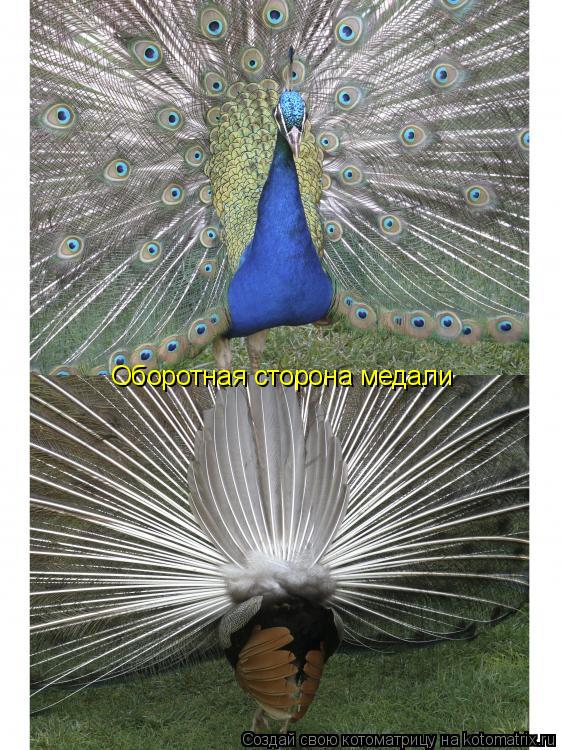 Котоматрица: Оборотная сторона медали