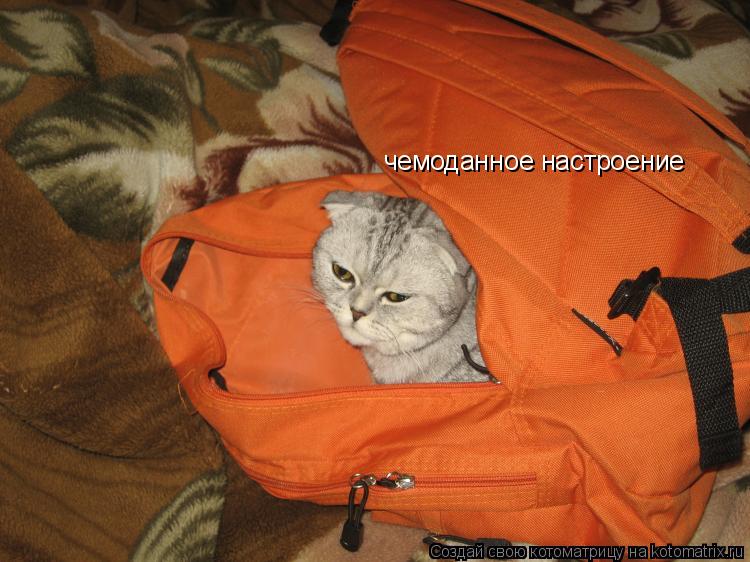 Котоматрица: чемоданное настроение