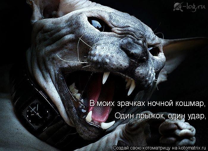 Котоматрица: Один прыжок, один удар, В моих зрачках ночной кошмар,