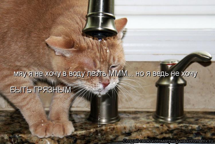 Котоматрица: мяу я не хочу в воду лезть МММ... но я ведь не хочу БЫТЬ ГРЯЗНЫМ
