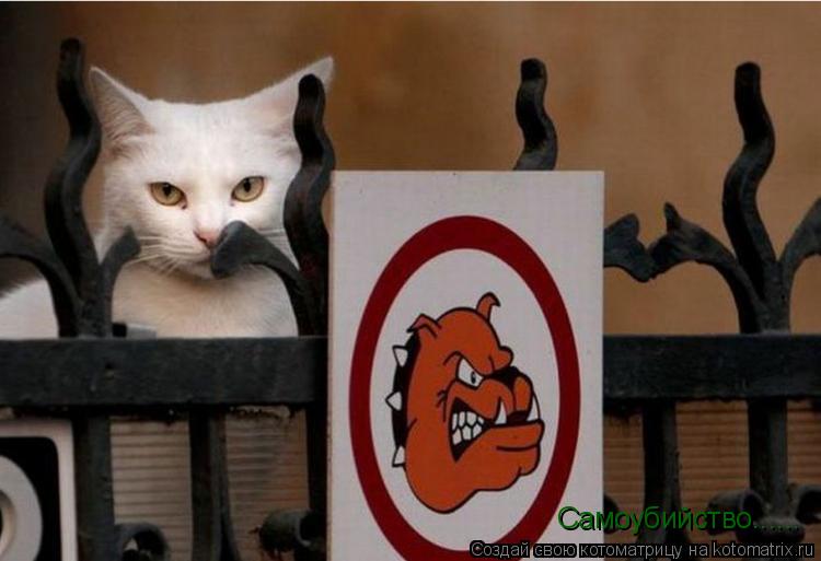 Котоматрица: Самоубийство......