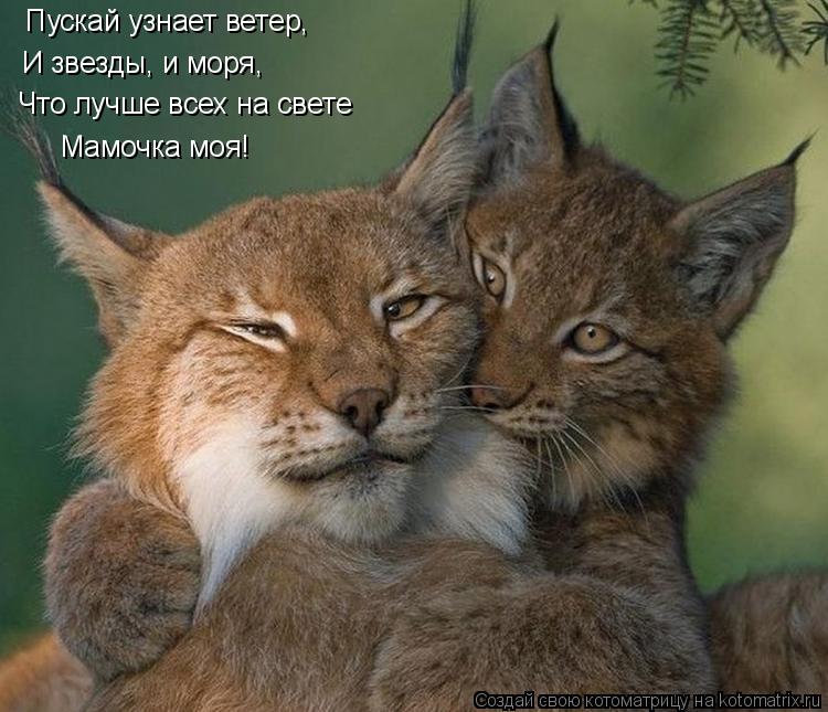 Котоматрица: Пускай узнает ветер, И звезды, и моря,   Что лучше всех на свете Мамочка моя!