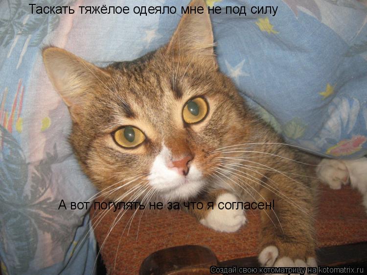 Котоматрица: Таскать тяжёлое одеяло мне не под силу А вот погулять не за что я согласен!