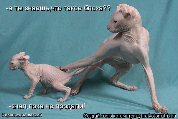 Котоматрица: -а ты знаешь,что такое блоха?? -знал,пока не продали!