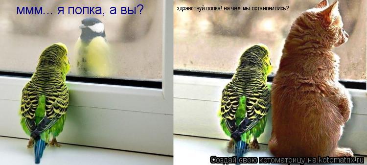 Котоматрица: ммм... я попка, а вы? здравствуй попка! на чем мы остановились?