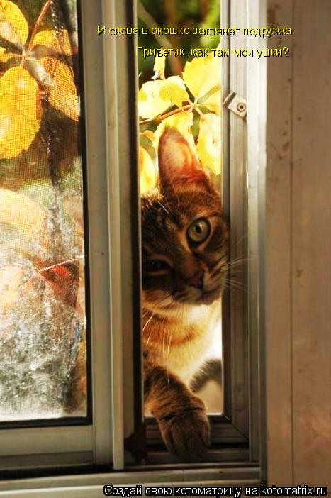 Котоматрица: И снова в окошко заглянет подружка Приветик, как там мои ушки?