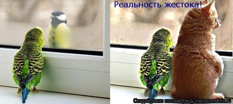 Котоматрица: Реальность жестока!