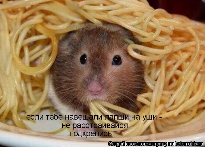 Котоматрица: если тебе навешали лапши на уши -  не расстраивайся! подкрепись!