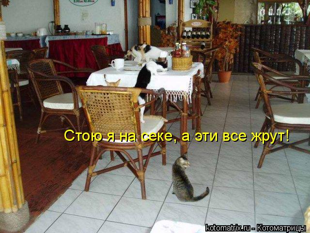Котоматрица: Стою я на секе, а эти все жрут!