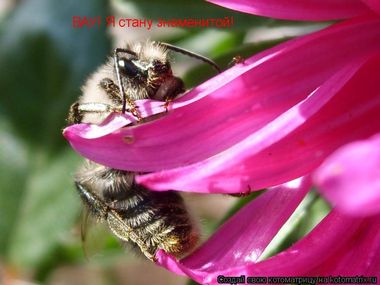 Котоматрица: ВАУ! Я стану знаменитой!