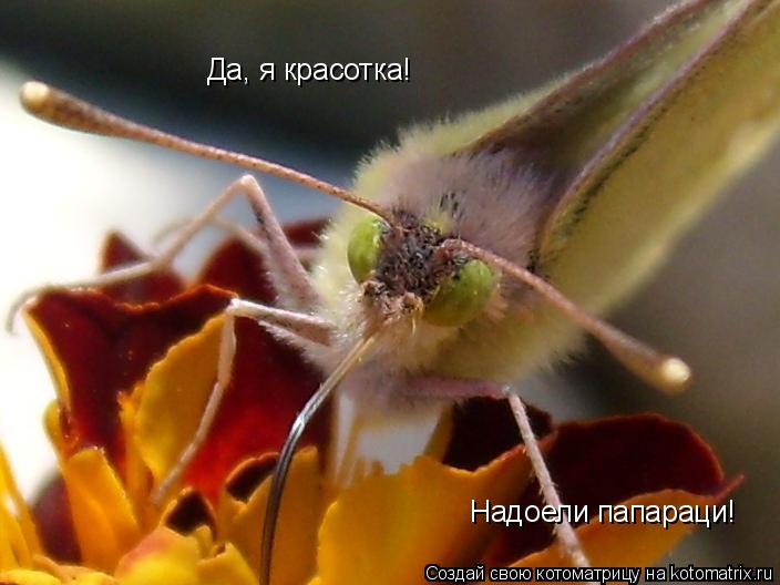 Котоматрица: Да, я красотка!  Надоели папараци!