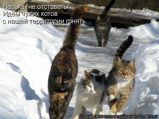 Котоматрица: Васька, не отставать! Идём чужих котов с нашей территории гонять.