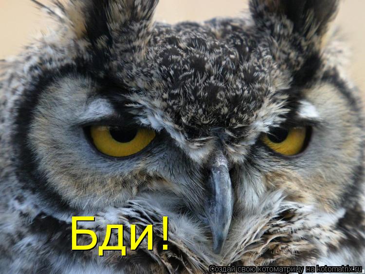 Котоматрица: Бди! Бди!