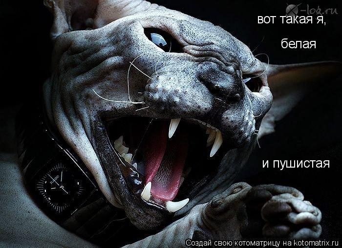 Котоматрица: вот такая я, белая и пушистая
