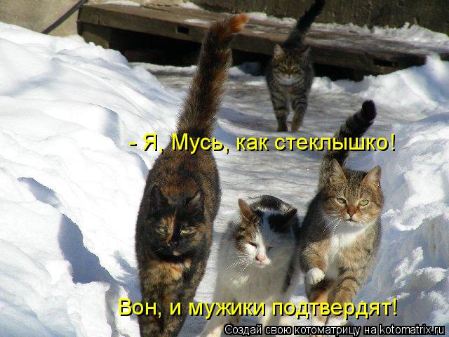 Котоматрица: - Я, Мусь, как стеклышко! Вон, и мужики подтвердят!