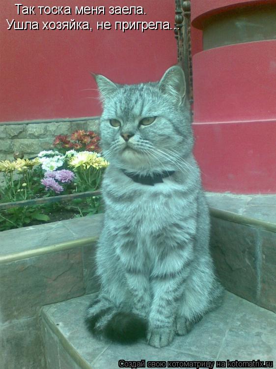 Котоматрица: Так тоска меня заела. Ушла хозяйка, не пригрела...