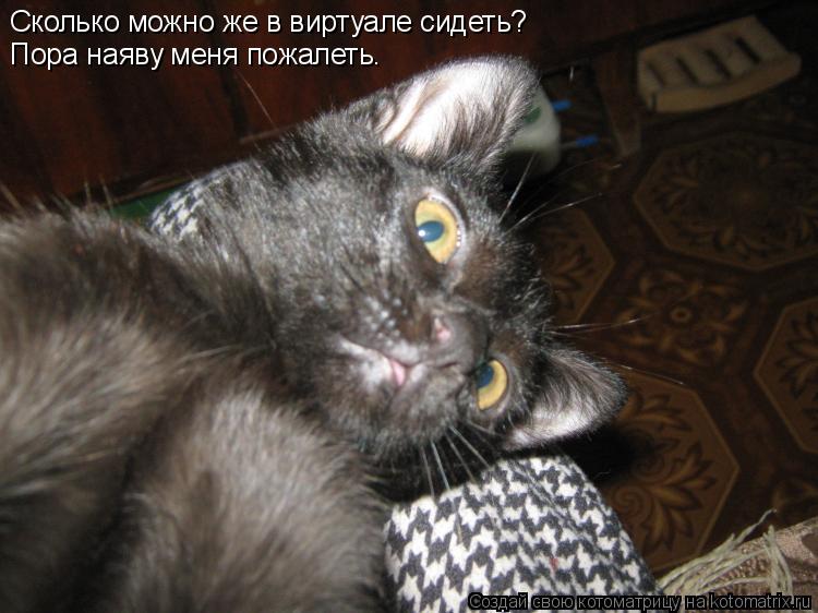 Котоматрица: Сколько можно же в виртуале сидеть? Пора наяву меня пожалеть.