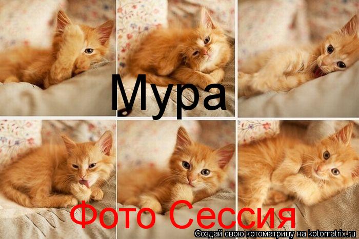 Котоматрица: Мура Фото Сессия