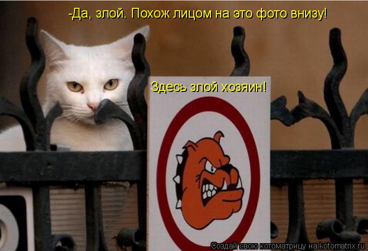 Котоматрица: Здесь злой хозяин! -Да, злой. Похож лицом на это фото внизу!