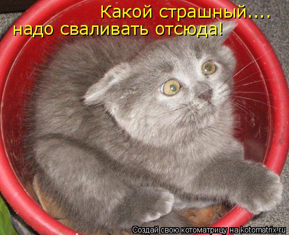 Котоматрица: Какой страшный.... надо сваливать отсюда!