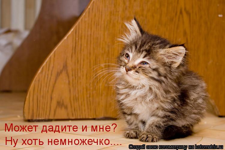 Котоматрица: Может дадите и мне? Ну хоть немножечко....