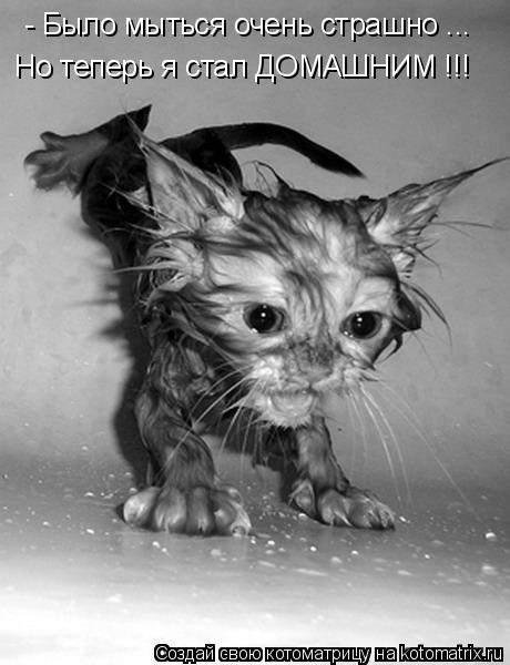 Котоматрица: - Было мыться очень страшно ... Но теперь я стал ДОМАШНИМ !!!