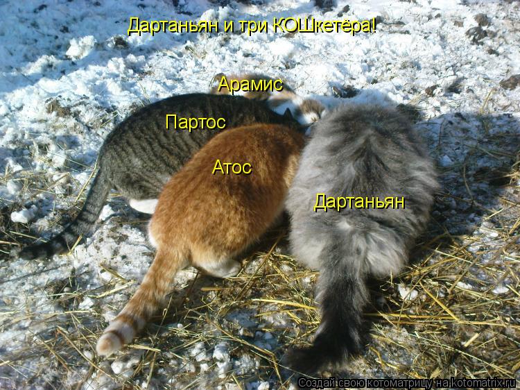 Котоматрица: Дартаньян Атос Партос Арамис Дартаньян и три КОШкетёра!