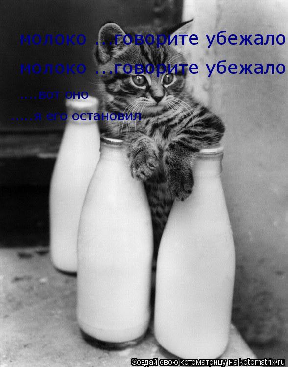Котоматрица: молоко ...говорите убежало.... вот оно..я его держу!!!!!!!!!! молоко ...говорите убежало.... вот оно..я его держу!!!!!!!!!! ....вот оно .....я его ост
