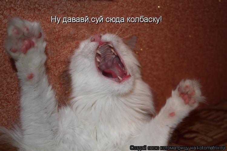Котоматрица: Ну дававй,суй сюда колбаску!