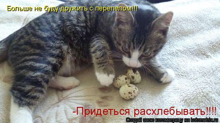 Котоматрица: Больше не буду дружить с перепелом!!! -Придеться расхлебывать!!!!