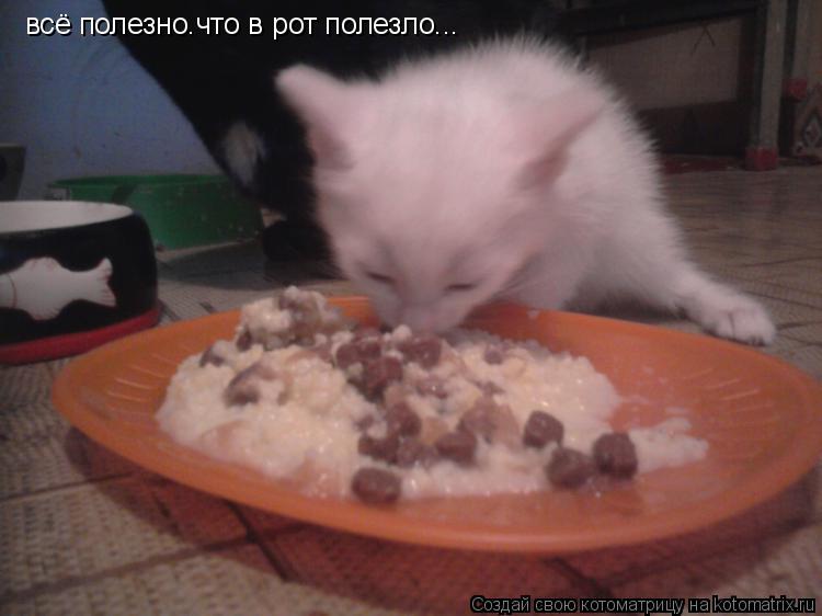 Котоматрица: всё полезно.что в рот полезло...
