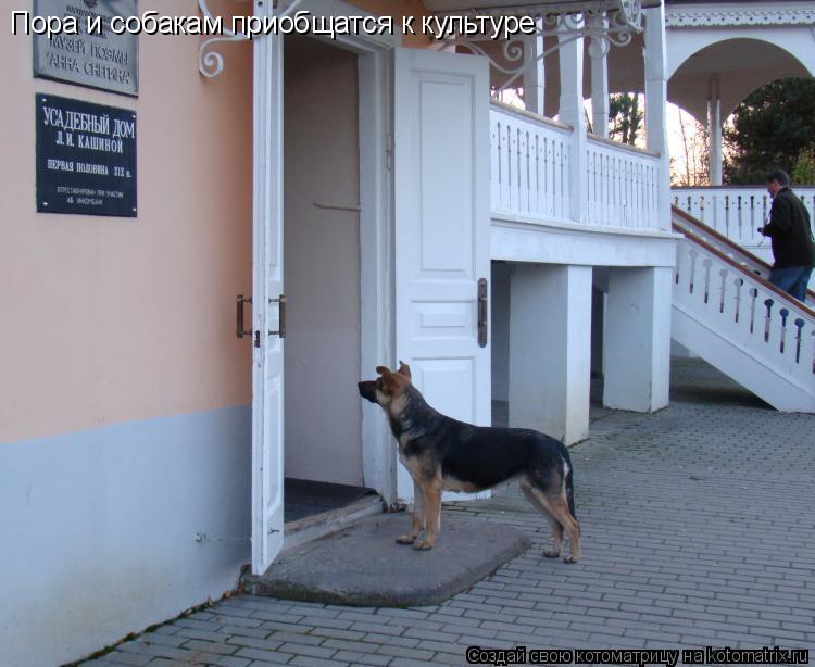 Котоматрица: Пора и собакам приобщатся к культуре