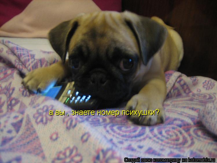 Котоматрица: а вы , знаете номер психушки?