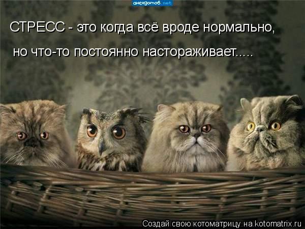 Котоматрица: но что-то постоянно настораживает..... СТРЕСС - это когда всё вроде нормально,