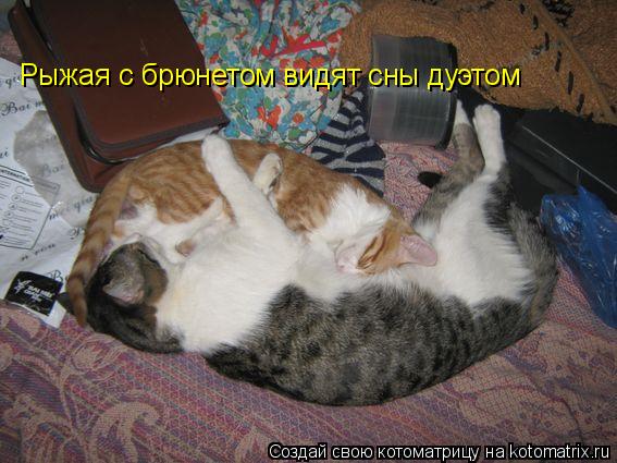 Котоматрица: Рыжая с брюнетом видят сны дуэтом