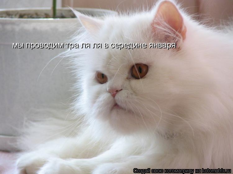 Котоматрица: мы проводим тра ля ля в середине января