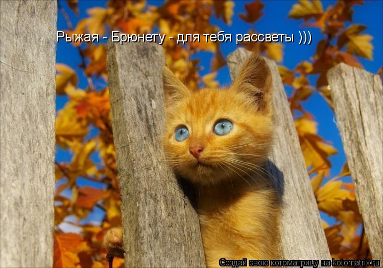 Котоматрица: Рыжая - Брюнету - для тебя рассветы )))