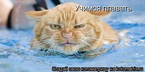 Котоматрица: Учимся плавать