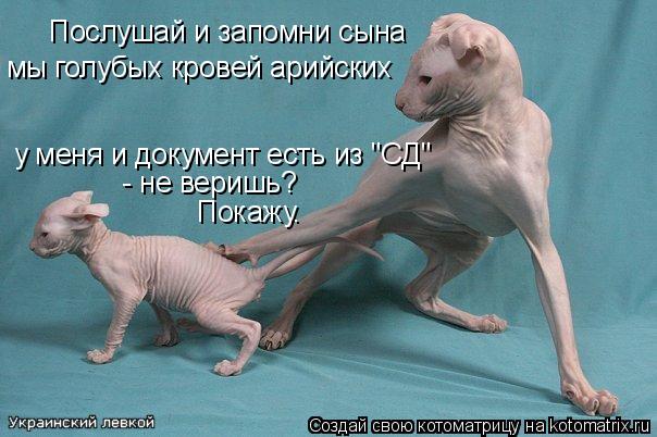 Котоматрица: Послушай и запомни сына мы голубых кровей арийских у меня и документ есть из "СД" - не веришь? Покажу.